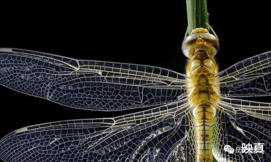 蜻蜓为何是飞行界的王牌？诡异的飞行，科学家研究多年依然头痛的图7