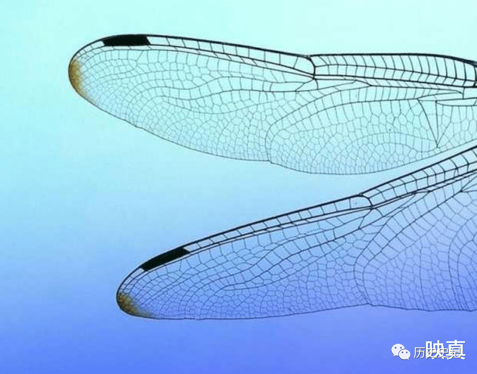 蜻蜓为何是飞行界的王牌？诡异的飞行，科学家研究多年依然头痛的图9