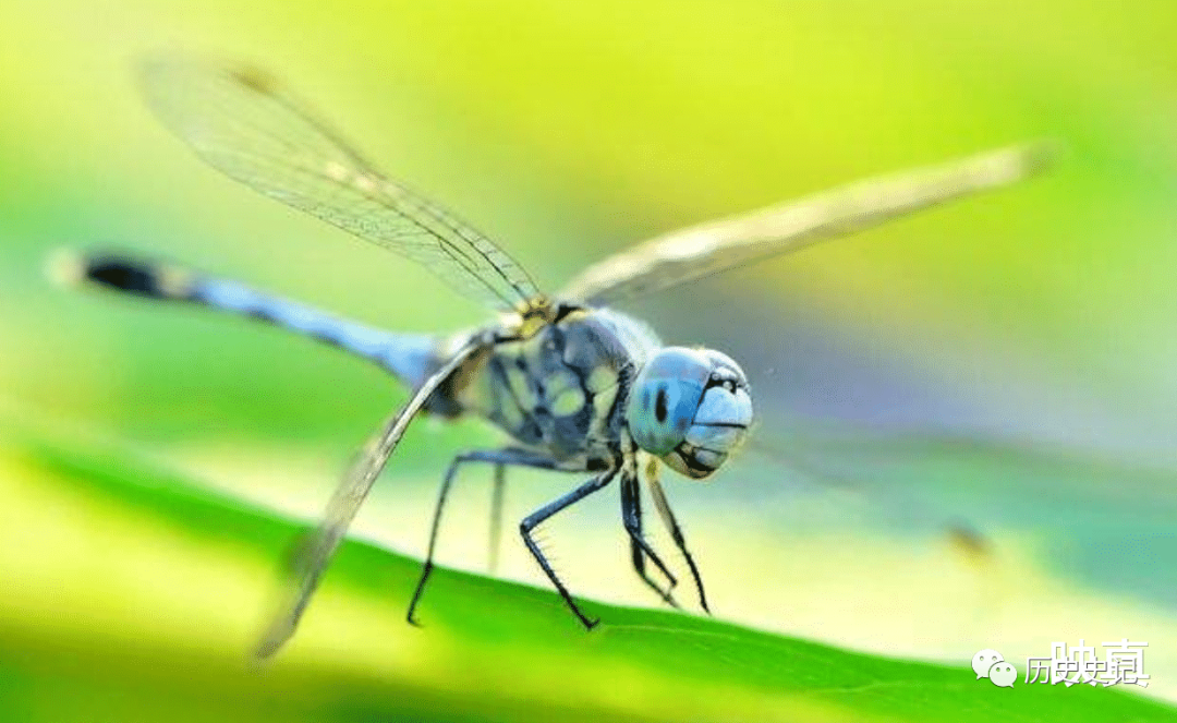 蜻蜓为何是飞行界的王牌？诡异的飞行，科学家研究多年依然头痛的图4