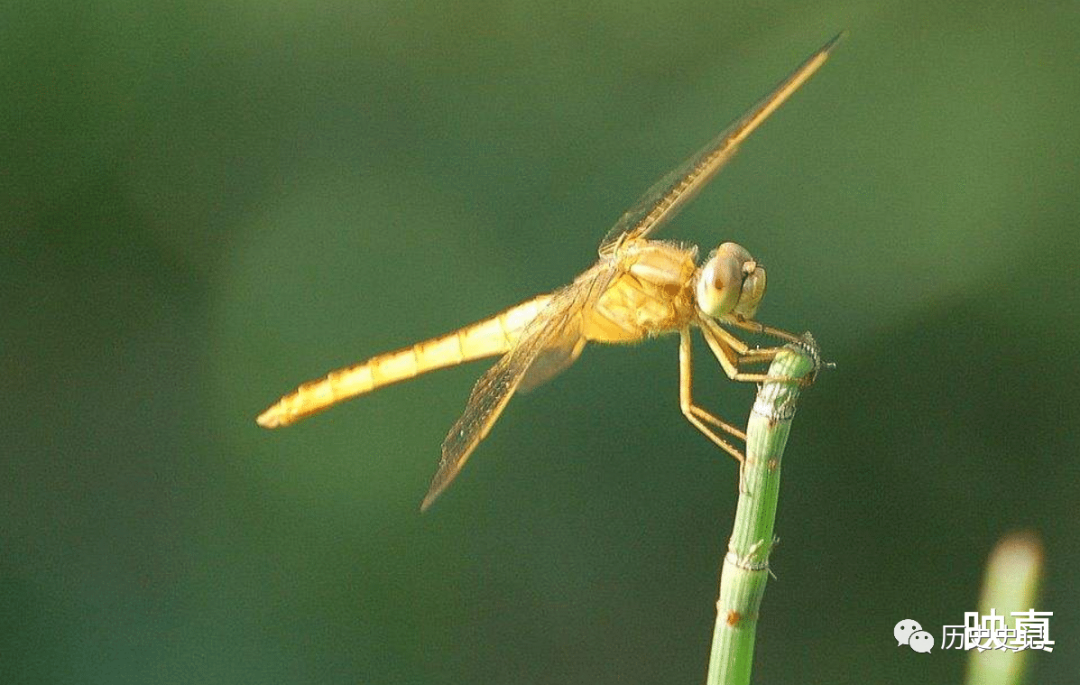 蜻蜓为何是飞行界的王牌？诡异的飞行，科学家研究多年依然头痛的图11