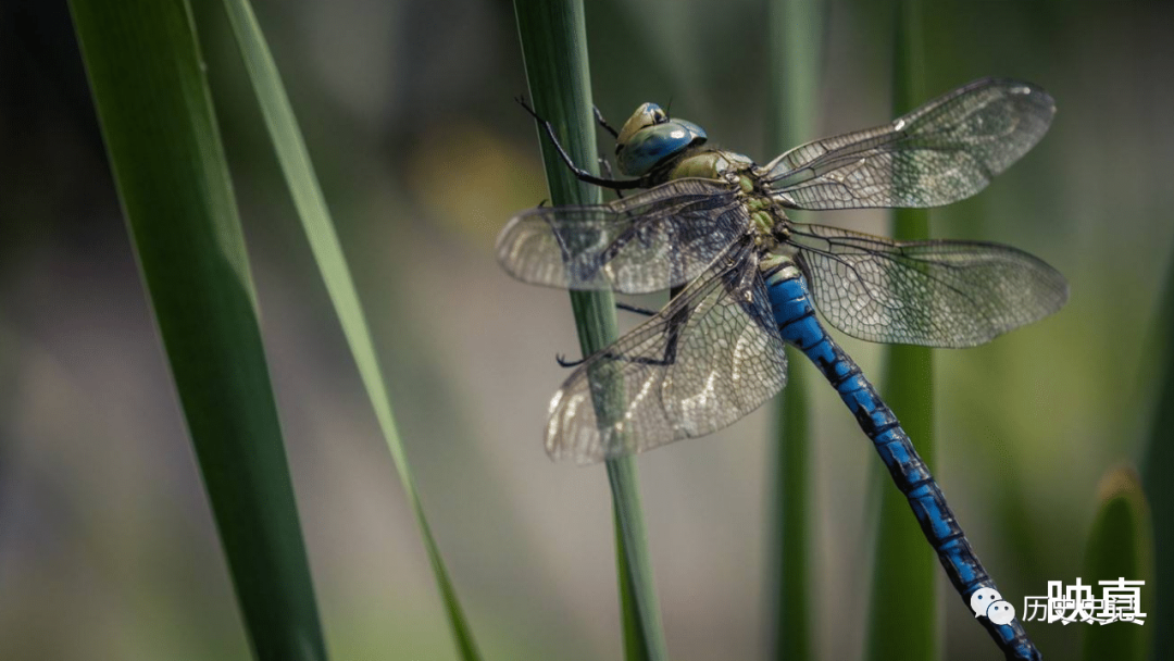 蜻蜓为何是飞行界的王牌？诡异的飞行，科学家研究多年依然头痛的图10