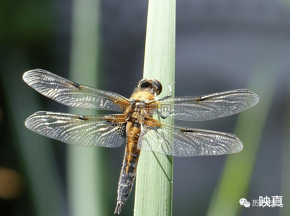 蜻蜓为何是飞行界的王牌？诡异的飞行，科学家研究多年依然头痛的图8
