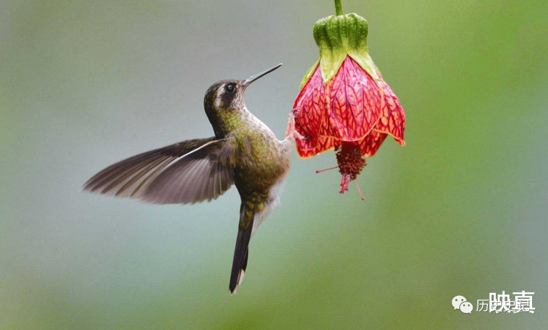蜻蜓为何是飞行界的王牌？诡异的飞行，科学家研究多年依然头痛的图5