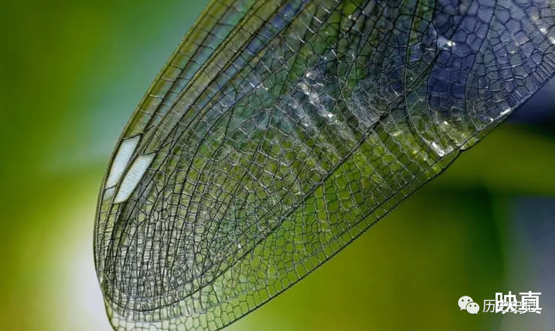 蜻蜓为何是飞行界的王牌？诡异的飞行，科学家研究多年依然头痛的图6