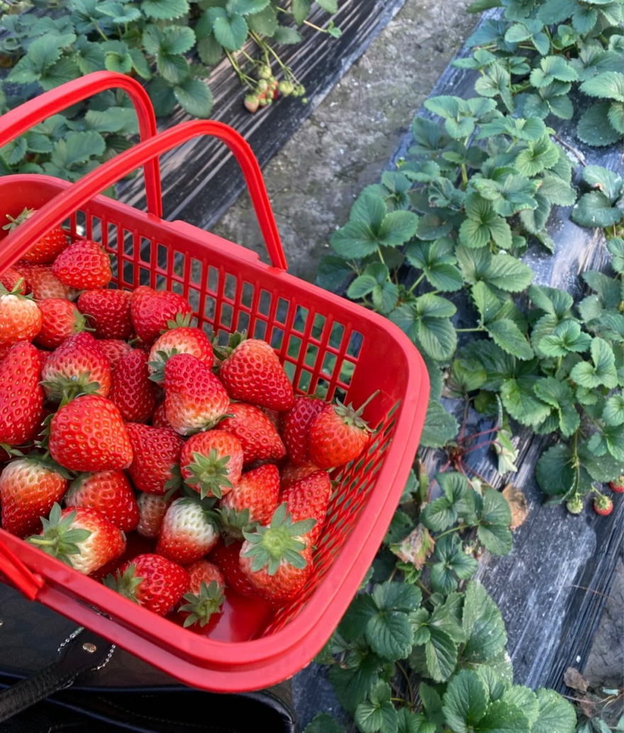甜这里有份草莓采摘地图