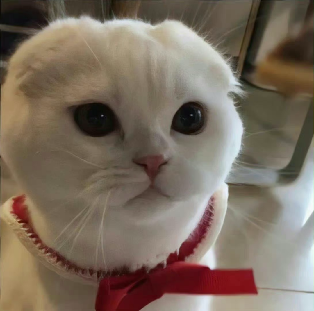 猫咪萌宠头像
