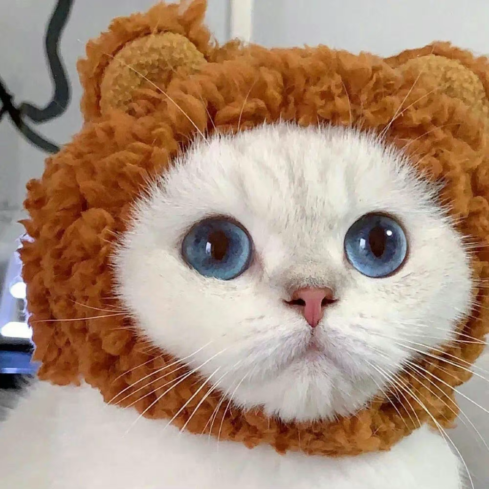 猫咪萌宠头像