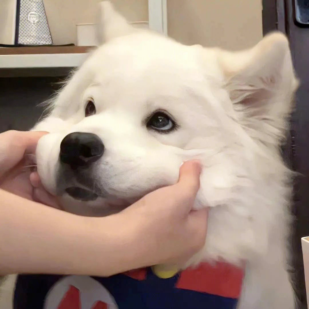 狗狗萌宠头像