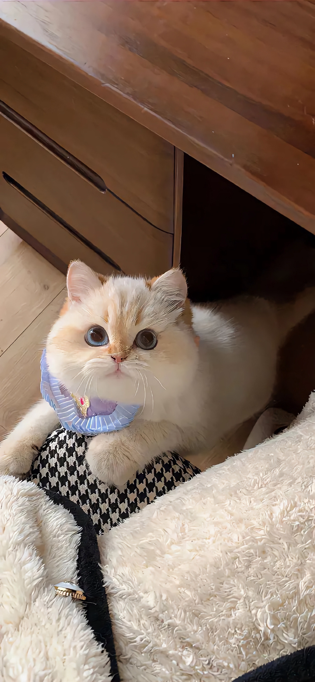 什锦