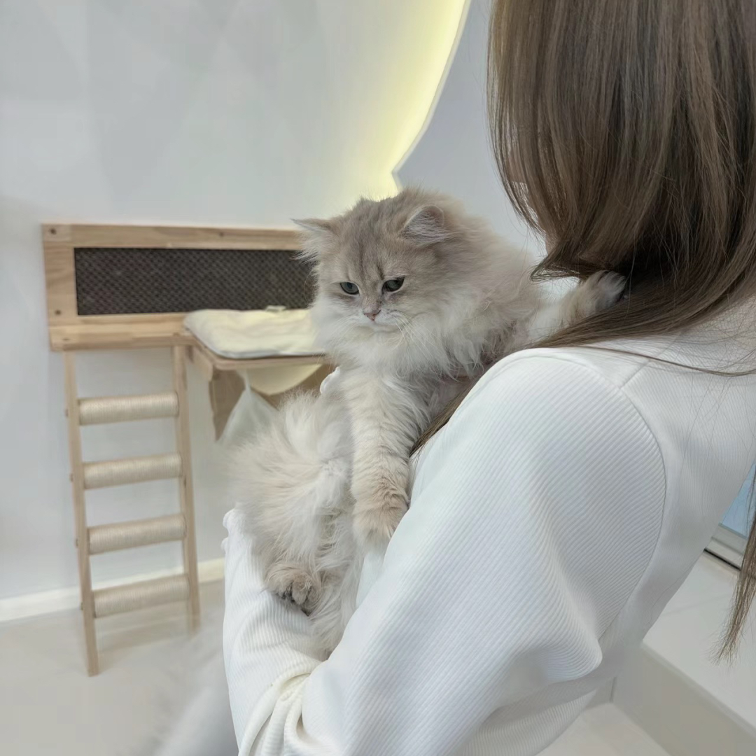 抱着猫咪温柔女生头像