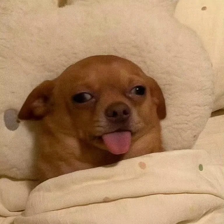 狗狗萌宠头像