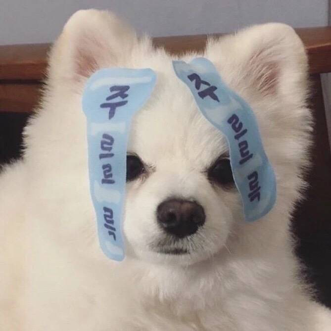 可爱狗狗萌宠头像