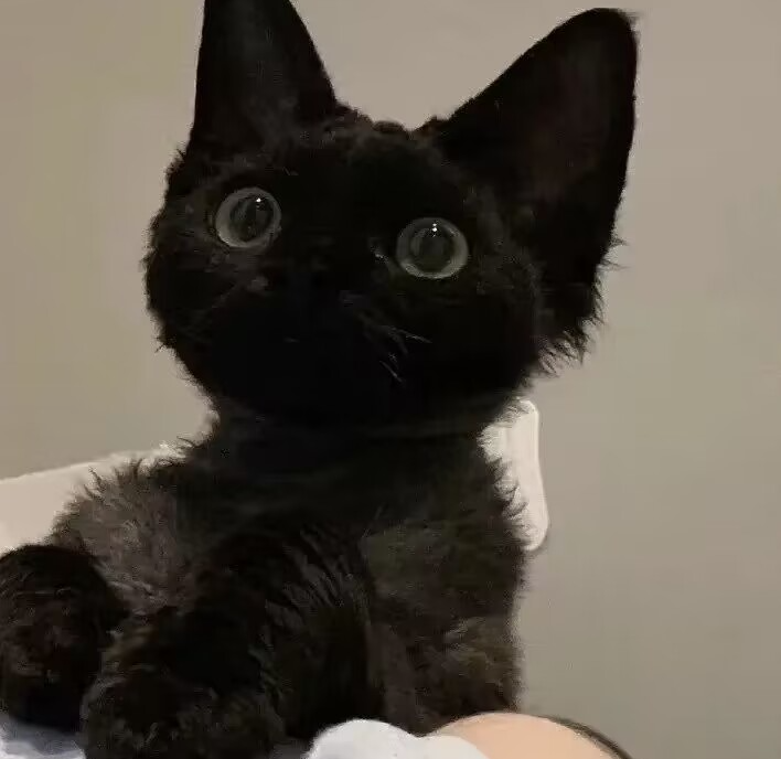 煤球猫咪萌宠头像