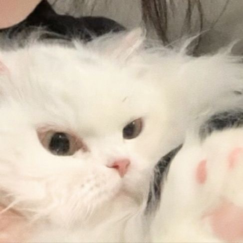 闺蜜是只猫二人闺蜜头像真人闺蜜头像