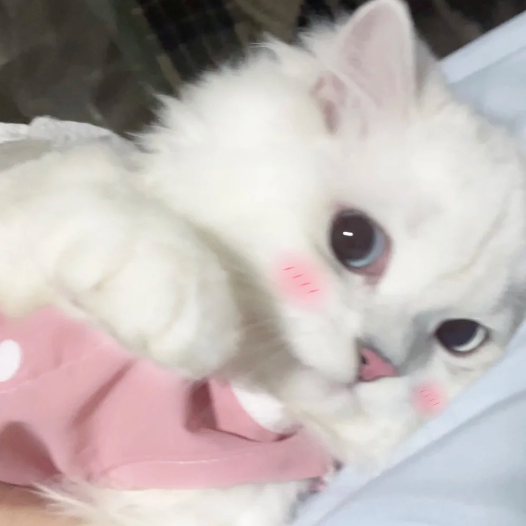 可爱猫咪萌宠头像