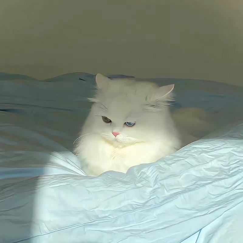 猫咪萌宠头像