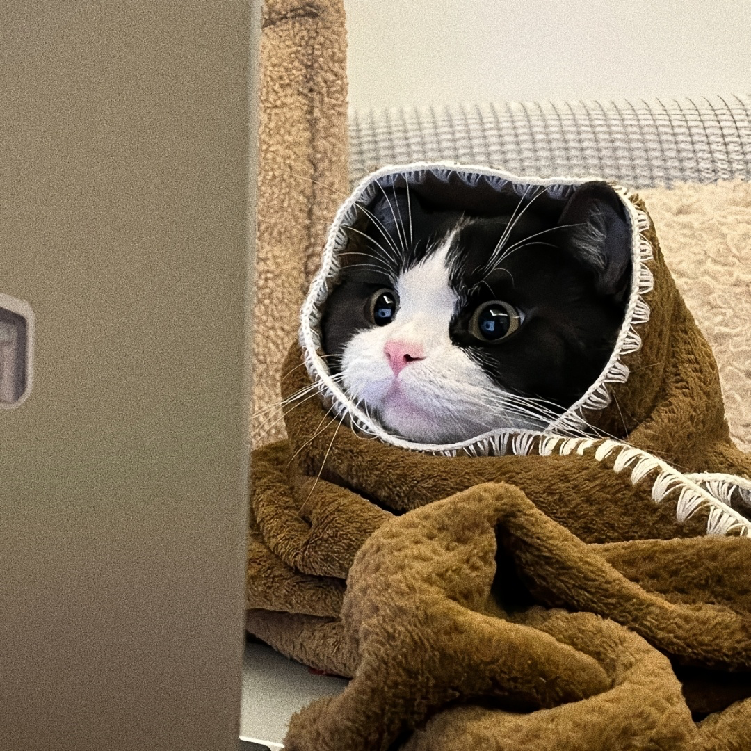 猫咪萌宠头像