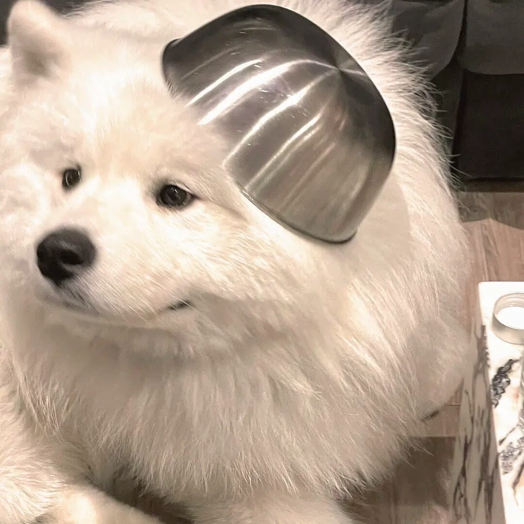 狗狗萌宠头像