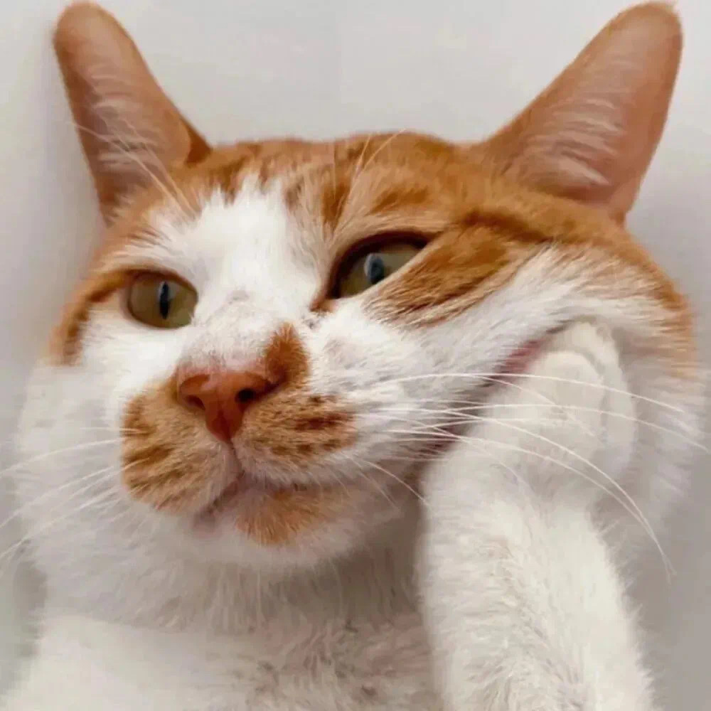 猫咪萌宠头像