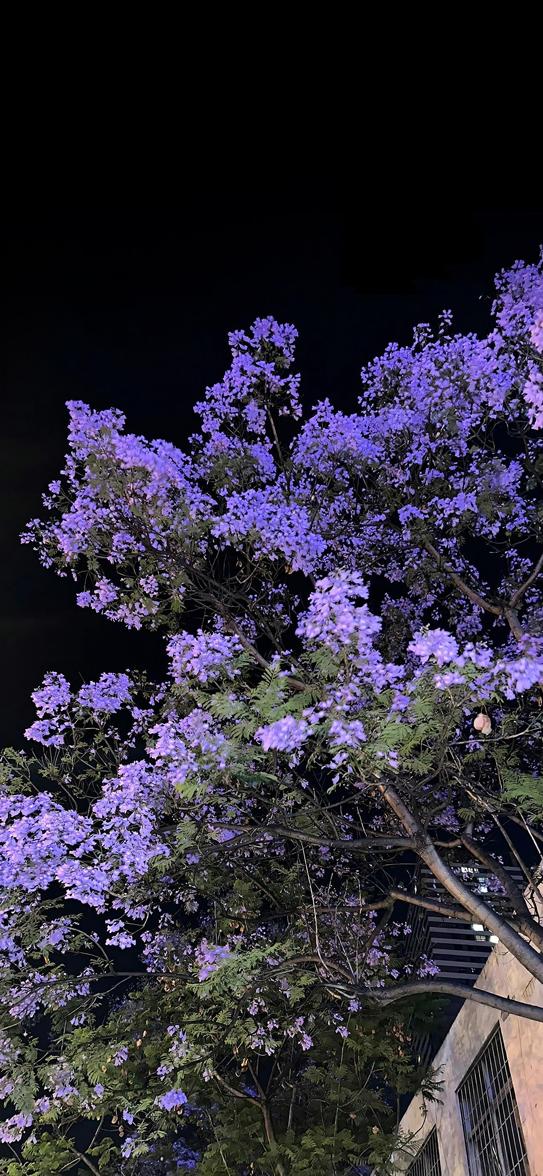 风景