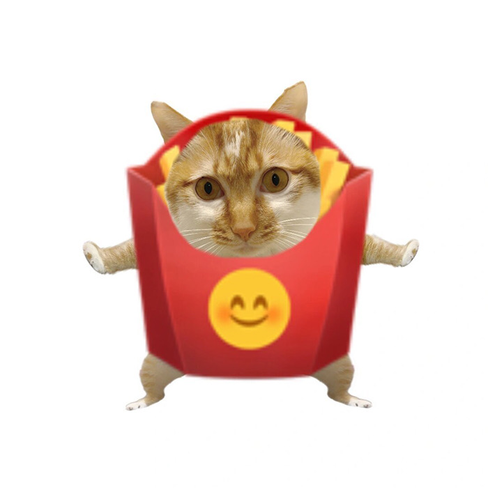 沙雕搞怪猫咪萌宠头像
