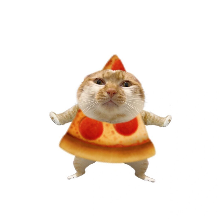 沙雕搞怪猫咪萌宠头像