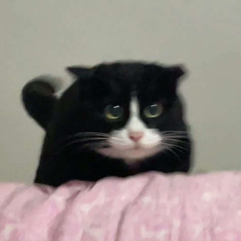 猫咪萌宠头像