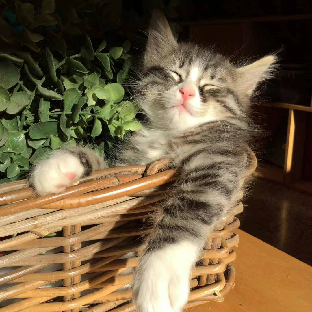 小清新猫咪萌宠头像