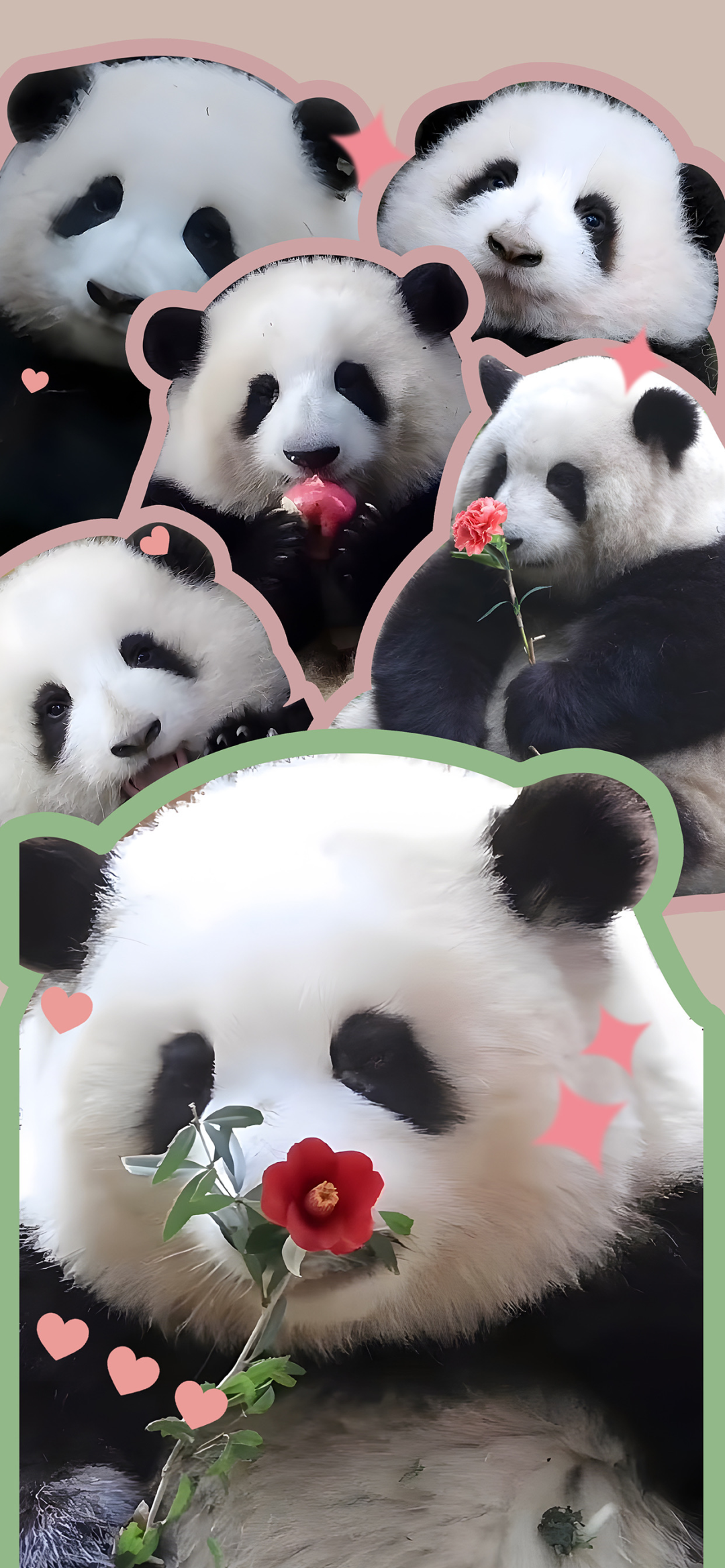 可爱熊猫壁纸
