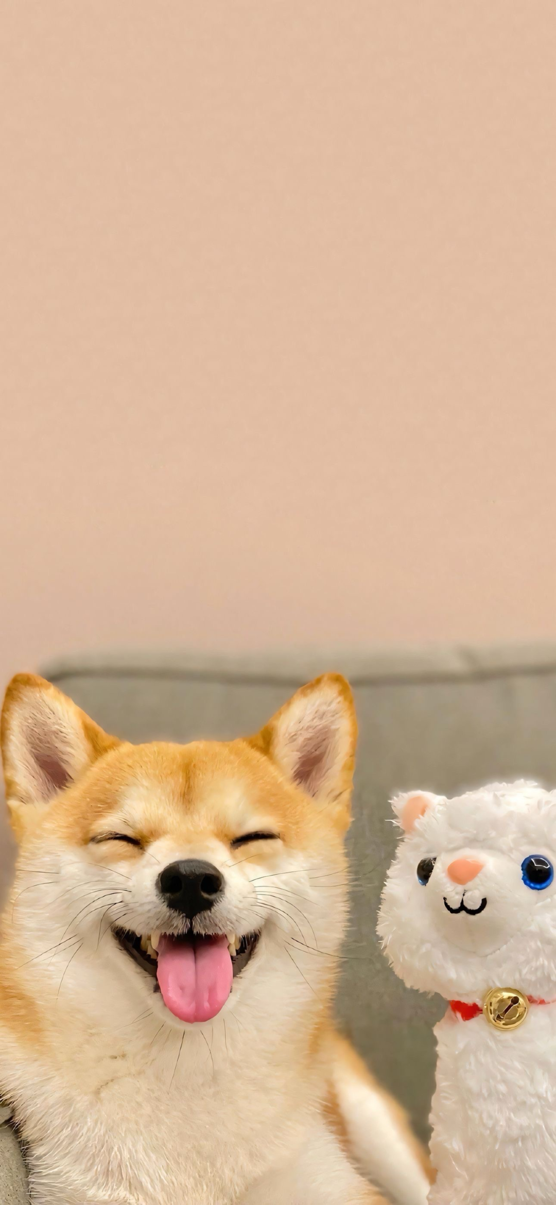 可爱柴犬狗狗萌宠壁纸