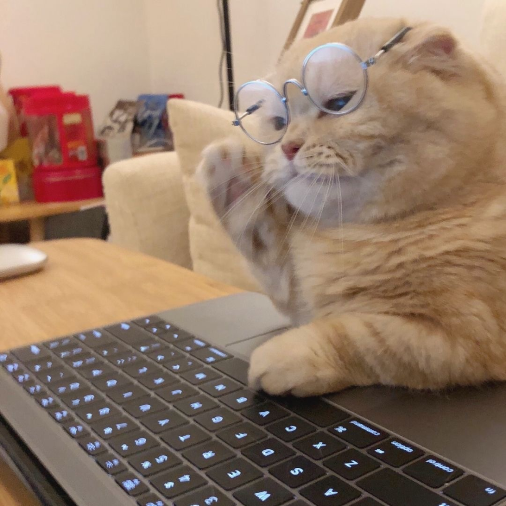 萌宠 萌宠头像  小猫头像 可爱 可爱头像