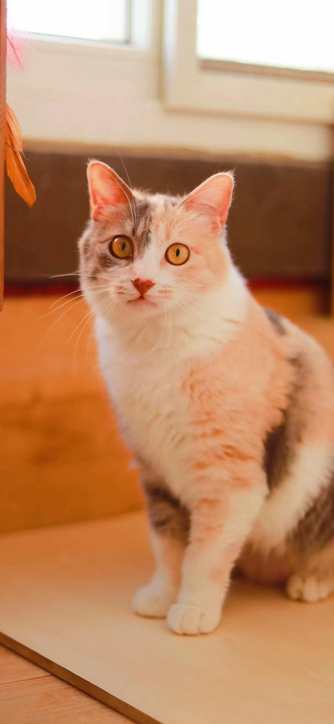 什锦