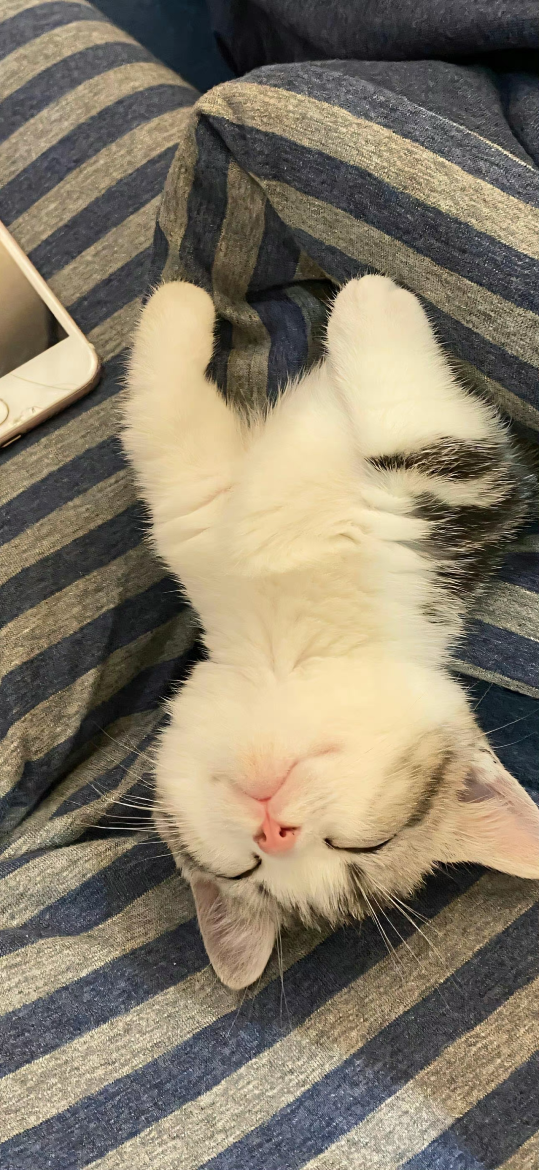 可爱猫咪萌宠壁纸