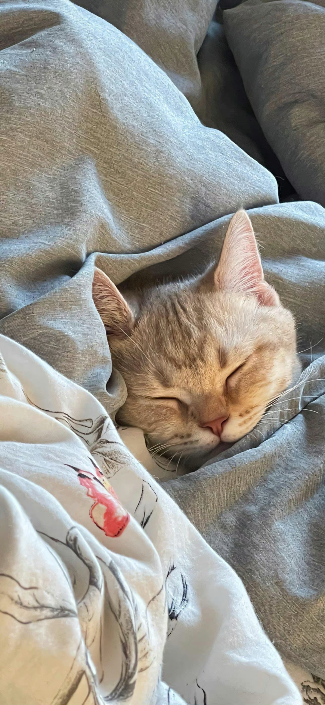 什锦