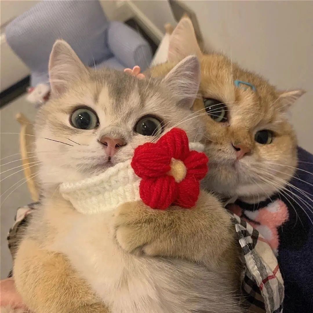 萌宠 萌宠头像  小猫头像 可爱 可爱头像
