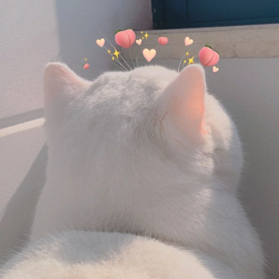 萌宠 萌宠头像  小猫头像 小猫 可爱 可爱头像