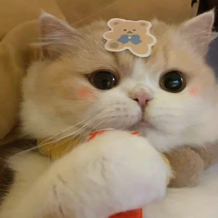 萌宠 萌宠头像 宠物  猫 