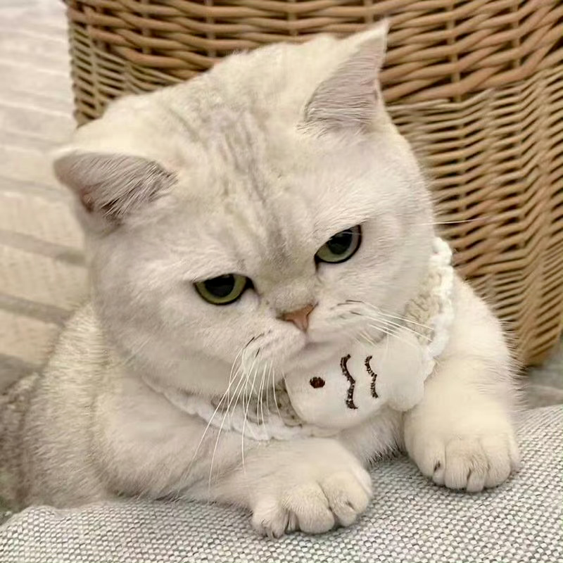 可爱猫咪萌宠头像