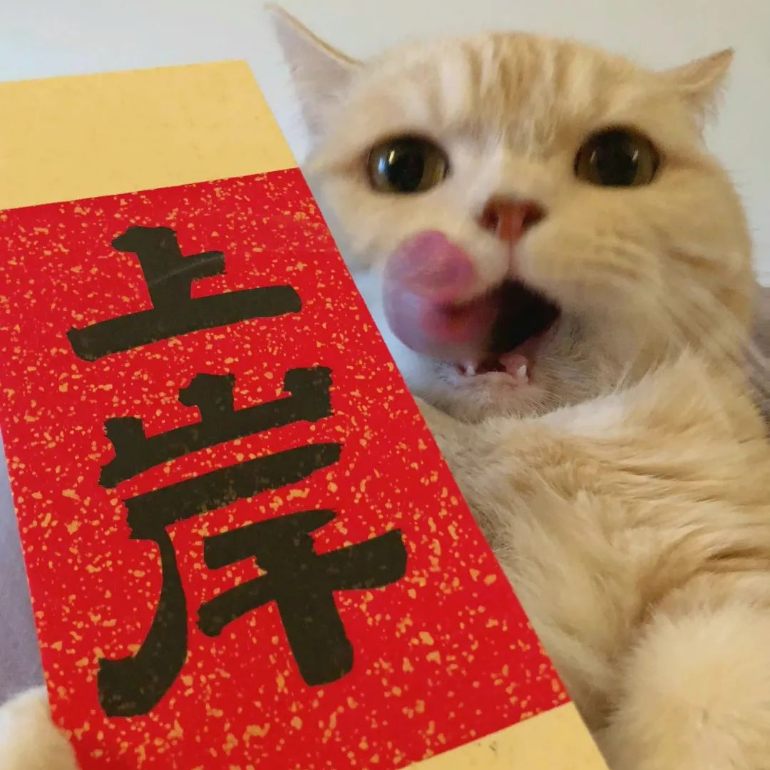 萌宠 萌宠头像  小猫头像 小猫 新年 新年头像