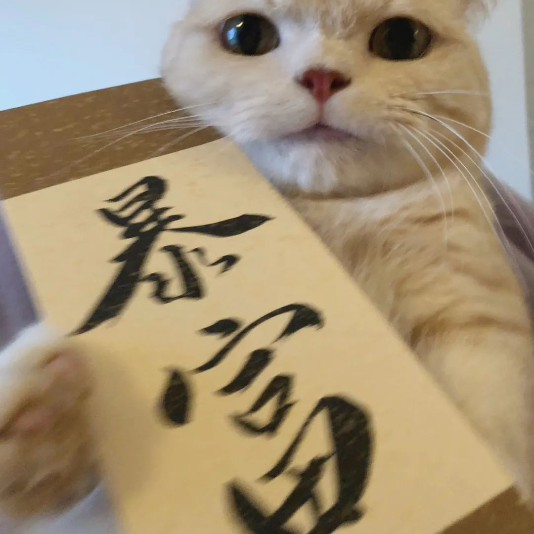 萌宠 萌宠头像  小猫头像 小猫 新年 新年头像