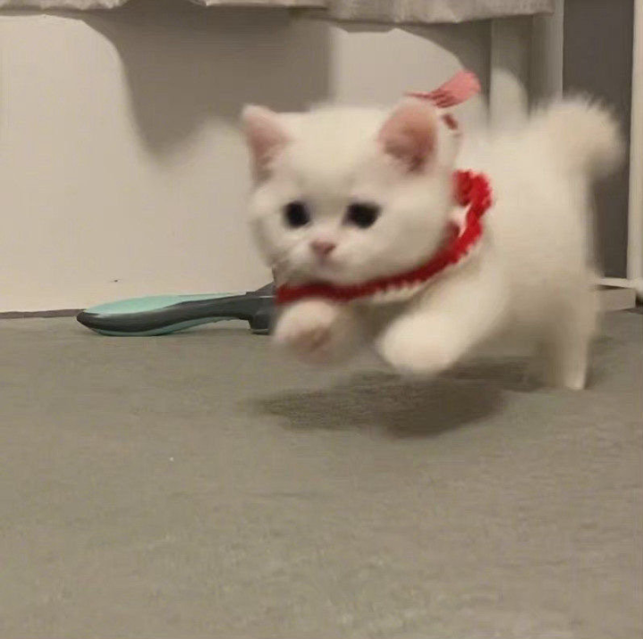 萌宠 萌宠头像  小猫头像 小猫
