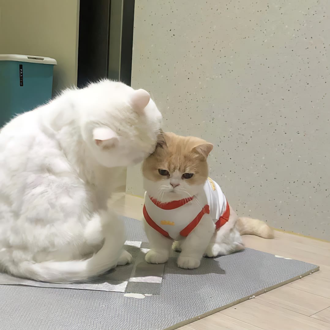 萌宠 萌宠头像 小猫 小猫头像