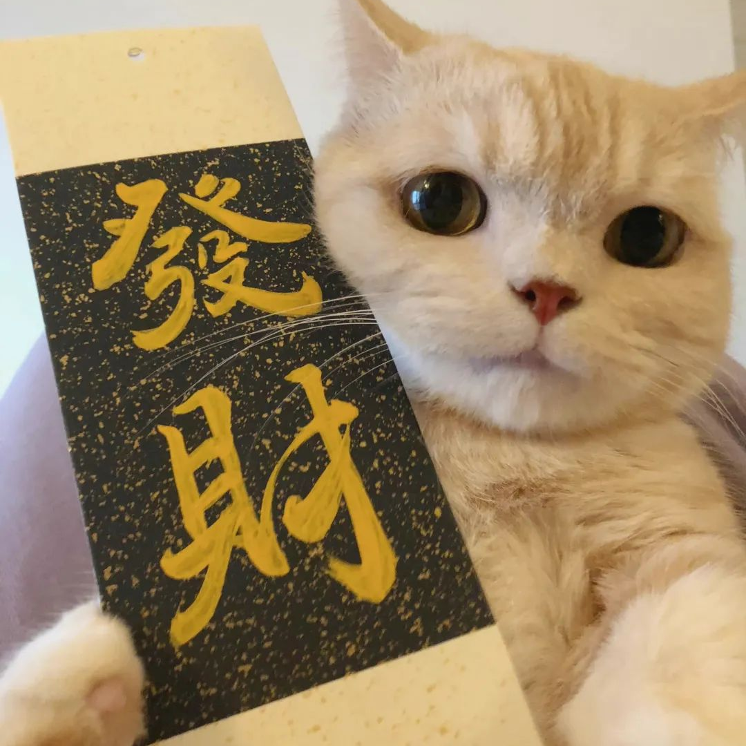 萌宠 萌宠头像  小猫头像 小猫 新年 新年头像