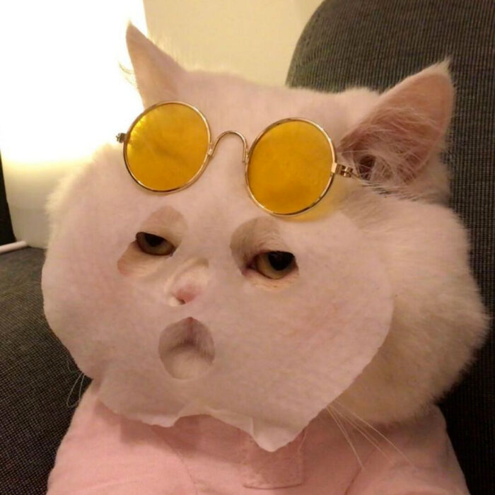 萌宠 萌宠头像  小猫头像 小猫