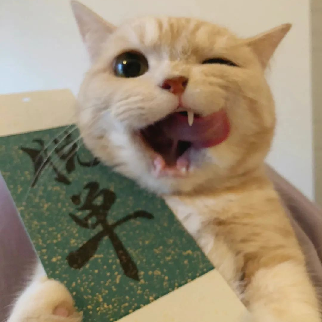 萌宠 萌宠头像  小猫头像 小猫 新年 新年头像
