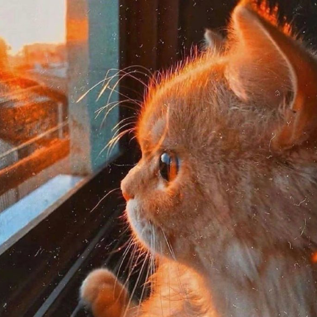 萌宠 萌宠头像  小猫头像 小猫