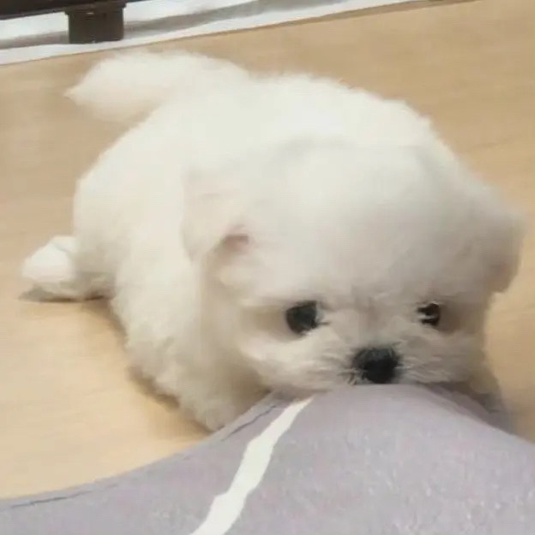 萌宠 萌宠头像  小狗头像 小狗