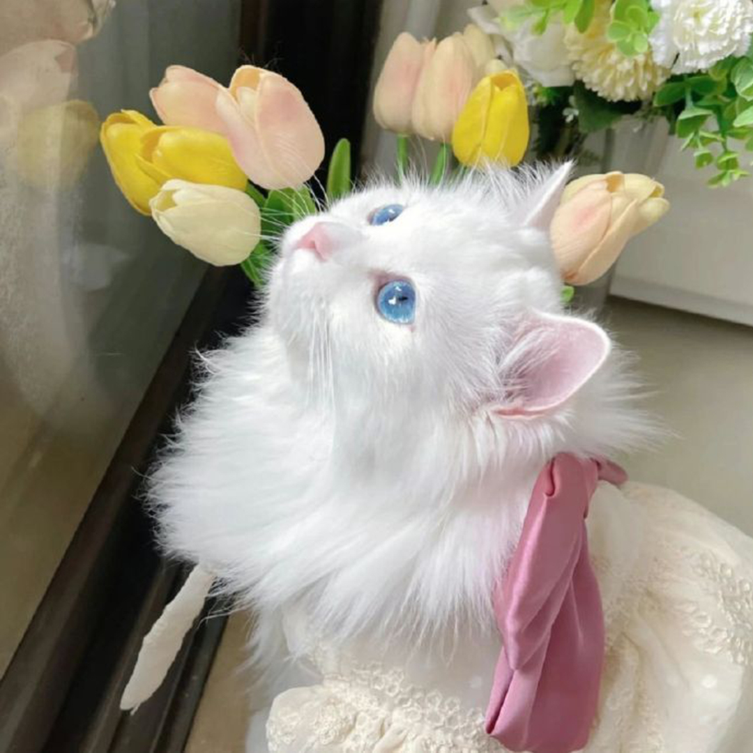 萌宠 萌宠头像  小猫头像 小猫