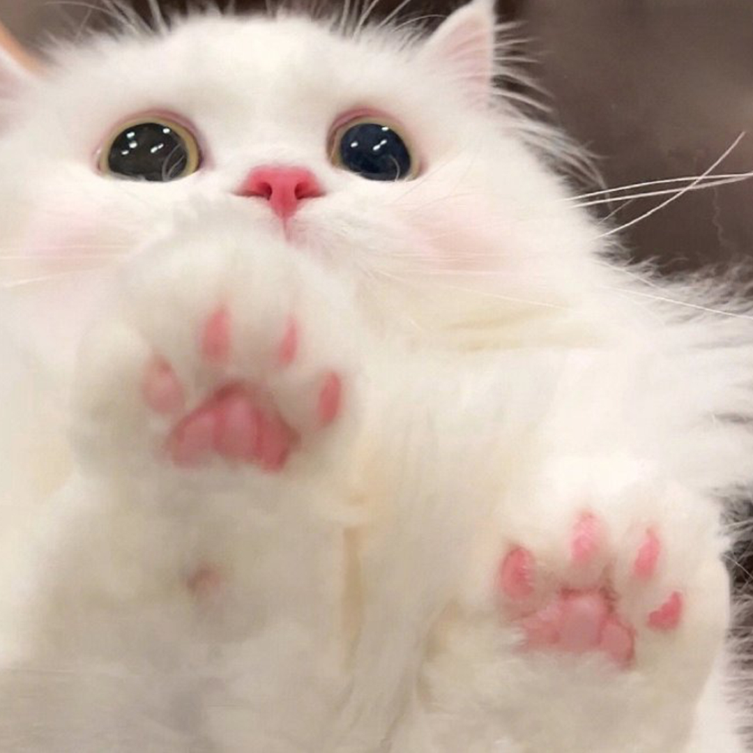 萌宠 萌宠头像  小猫头像 小猫