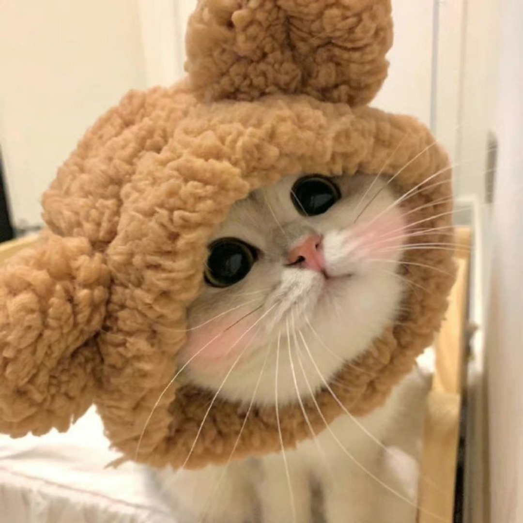 萌宠 萌宠头像  小猫头像 小猫